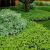 Pachysandra terminalis ´Green Carpet´