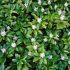 Pachysandra terminalis ´Green Carpet´