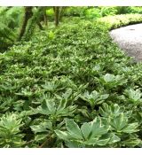 Pachysandra terminalis ´Variegata´