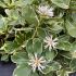 Pachysandra terminalis ´Variegata´