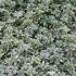Pachysandra terminalis ´Variegata´