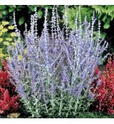 Perovskia atriplicifolia 'Little Spire'