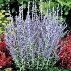 Perovskia atriplicifolia 'Little Spire'