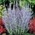 Perovskia atriplicifolia 'Little Spire'
