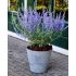 Perovskia atriplicifolia ´Lacey Blue´®
