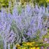 Perovskia atriplicifolia ´Lacey Blue´®