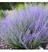 Perovskia atriplicifolia ´Lacey Blue´®