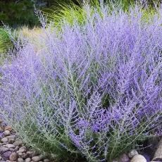 Perovskia atriplicifolia ´Lacey Blue´®