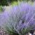 Perovskia atriplicifolia ´Lacey Blue´®