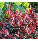 Photinia x frasseri 'Carré Rouge'