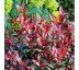 Photinia x frasseri 'Carré Rouge' 9x9/ odber min.30 kusov