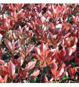 Photinia glabra Parsur 'Dynamo Red'®