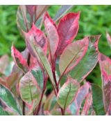 Photinia x fraseri ´Louise´®