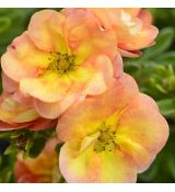 Potentilla fruticosa ´Double Punch ® Peach´