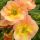 Potentilla fruticosa ´Double Punch ® Peach´