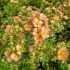 Potentilla fruticosa ´Double Punch ® Peach´