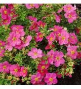 Potentilla fruticosa ´Bellissima´®