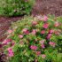Potentilla fruticosa ´Bellissima´®
