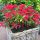 Weigela florida ´All Summer Red´®