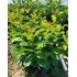 Prunus laurocerasus ´Ani´®