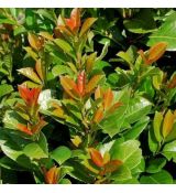 Prunus laurocerasus ´Ani´®
