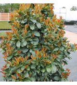 Prunus laurocerasus ´Bonaparte´®