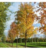 Acer saccharinum ´Pyramidale´