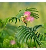 Albizia julibrissin ´Ombrella´®
