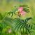 Albizia julibrissin ´Ombrella´® Albizia julibrissin ´Ombrella´®