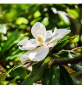 Magnolia grandiflora