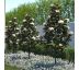 Magnolia grandiflora ´Exmouth´ na kmienku 35L / KM 180-200 (8/10)