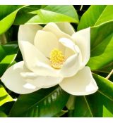 Magnolia grandiflora 'Gallisoniensis'