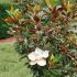 Magnolia grandiflora 'Gallisoniensis'