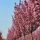 Prunus serrulata ´Royal Burgundy´