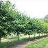 Tilia cordata ´Winter Orange´