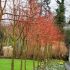 Tilia cordata ´Winter Orange´