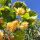 Tilia cordata ´Winter Orange´