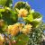 Tilia cordata ´Winter Orange´