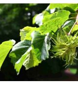 Corylus colurna