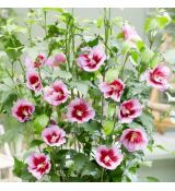 Hibiscus syriacus ´Flower Tower Purple´