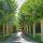 Platanus x acerifolia (hispanica)
