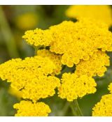 Achillea millefolium ´Moonshine´