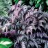 Athyrium niponicum 'Burgundy Lace' ®