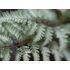 Athyrium niponicum 'Burgundy Lace' ®