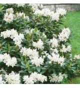 Rhododendron ´Cunningham´s White´