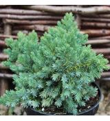Juniperus squamata ´Blue Star´