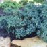 Juniperus squamata ´Blue Star´