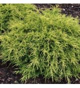 Juniperus pfitzeriana ´Old Gold´