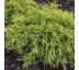 Juniperus pfitzeriana ´Old Gold´ 1,5L / 30-40 cm