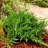 Juniperus horizontalis ´Prince of Wales´